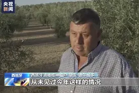 高温干旱致西班牙油橄榄大幅减产 重创橄榄油市场图片
