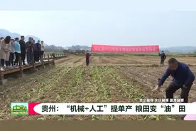 贵州三农 | 贵州：“机械+人工”提单产 粮田变“油”田图片