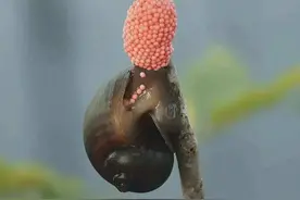 国门生物安全 | 带你了解水稻“杀手”福寿螺图片