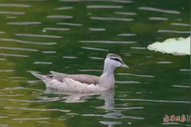 “世界上最小的鸭子”棉凫又飞到南宁越冬了！观鸟爱好者在这里拍到它图片