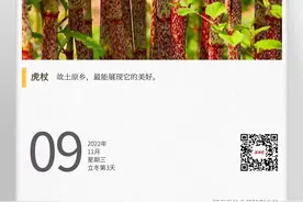 湖湘自然历丨林中采药去⑲一株怪草，中国人爱、英国人恨图片