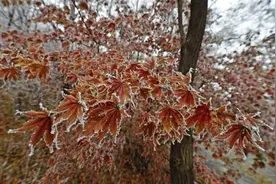 辽宁这个冬天冷吗？最新预测来了图片