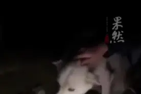 主人离世，从小养到大的流浪狗6天6夜不进食不回家图片