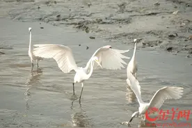 初冬南粤 鸟的天堂图片