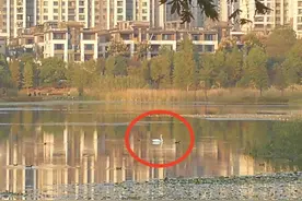 西伯利亚小天鹅飞到长沙梅溪湖过冬！专家：吃得好图片