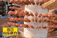 养蜂人给蜜蜂喂白糖是在“造假蜜”？其实真相是这样子的图片