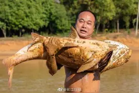 20年未干水塘常有大漩涡，一网捞出近40公斤野生“鱼王”图片