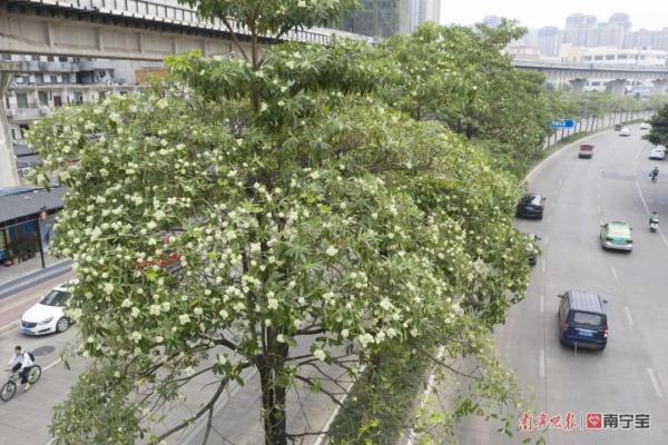 胶花有毒吗 2025年胶花有收藏价值吗