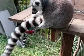 因“穷”出圈，南京红山动物园的“他救”与“自救”：开直播、线上募捐、开放认养图片