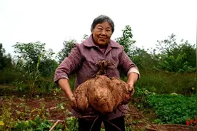 四川乐山老太种出30斤8两的大红薯：我从不用化肥，只用农家肥图片