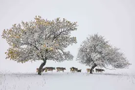 至美初冬！新疆那拉提：秋黄与雪白争辉图片
