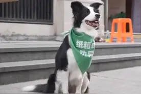 边牧独自看摊按铃送出50颗鸡蛋，网友：送它去上学吧图片