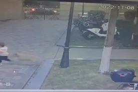 1岁宝宝小区内被未拴绳的狗扑倒在地 妈妈：物业多次提醒栓绳无果图片