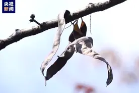 全球仅剩9株！野生绒毛皂荚荚果进入成熟期图片