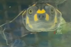 女子买回家一只乌龟，养着养着成了绿毛龟…图片