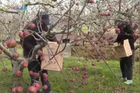 立冬过后 小雪临近：来温暖爨乡品味“一红一绿”鲜果图片