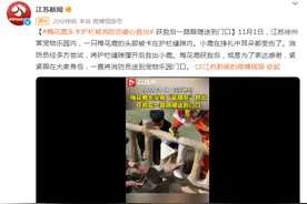 梅花鹿头卡护栏被消防员暖心救出，获救后一路跟随送到门口图片