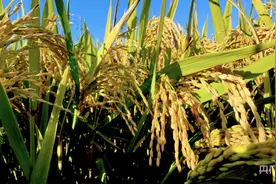 亩产642.6公斤！江西“早籼晚粳”双季水稻获丰收图片