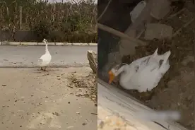 大鹅急匆匆走300米回家下蛋，主人：它很顾家，不在外面乱下蛋视频封面