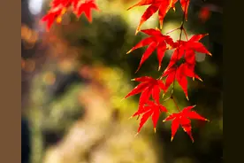 夜雨丨余道勇：丹枫生，秋色美图片