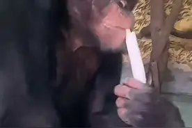 山东大猩猩一天吃一棵大葱三四瓣蒜，专家：有利于提高免疫力图片