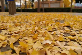 落叶缓扫持续到本月底 北京园林部门“护航”最长秋色图片