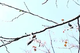 国家一级保护野生植物野生绒毛皂荚荚果进入成熟期图片