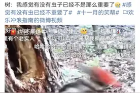 一天啄木12000次，为啥啄木鸟不会“脑震荡”？图片