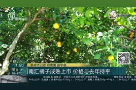 南汇橘子成熟上市 价格与去年持平视频封面