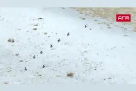 祁连山下狍子雪地撒欢图片