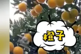 浙江杭州一棵果树结出多种水果，主人：嫁接了多个品种视频封面