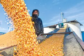 瞭望 | 科企紧密携手强壮玉米种业图片