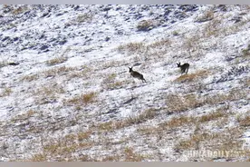甘肃张掖：祁连山下“傻狍子”雪地狂欢图片