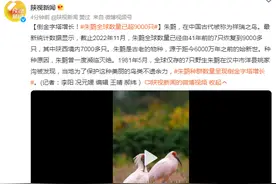 倒金字塔增长！朱鹮全球数量已超9000只图片