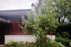 “榴”住美好，扒一扒石榴的冷知识图片