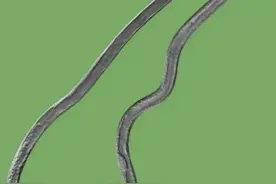 松树“癌症”的罪魁祸首——松材线虫图片