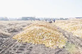 9万多斤玉米“不翼而飞”？民警出手抓获“玉米大盗”图片