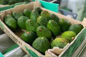 新经济观察丨中国最偏远牛油果数字化基地：亩产3万元 是传统农业的5倍丨封面天天见图片