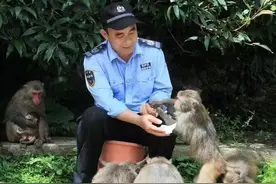 守岛33年：“猴爸爸”刘清伟和他的1300只猕猴图片