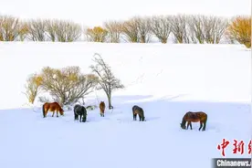 新疆那拉提草原雪后宛如诗意水墨画图片