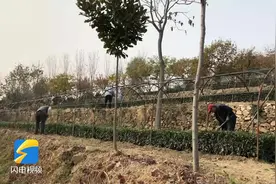 问政山东｜如何打响“北茶泰山”品牌？泰安市市长：以工业化思维抓好泰山茶生产图片