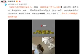 猫咪叼小鸟回家惊呆主人，网友：猫咪凭实力给主人加餐图片