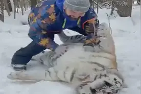 表情亮了！老虎躺地享受俄罗斯男子按摩 网友笑翻：虎界之耻图片