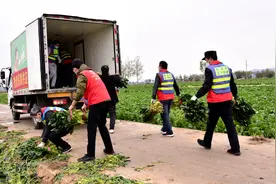 河南汝州纸坊镇两万多亩蔬菜滞销，当地政府和菜农紧急“抢救”图片