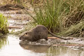 打洞还偷吃！上海多个郊区现外来物种海狸鼠视频封面