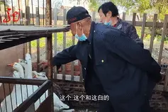 现实版“偷鸡摸狗”二人组，鸡鸭鹅羊狗，装袋就偷走……哈尔滨警方：抓图片