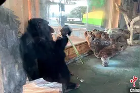 济南黑猩猩“入乡随俗”吃葱蒜 网友：“要蘸酱吃”图片