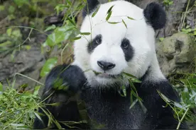 在台北离世的18岁大熊猫“团团”是双胞胎，弟弟“美灵”在南昌动物园图片