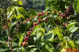 云南“香精豆”疑云：大多为供给星巴克等大牌厂商的商品豆，“风味豆”不是主流图片