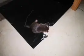 多户居民家中流窜老鼠！浦东这小区鼠害生猛，灭鼠措施为何迟迟不到位？图片